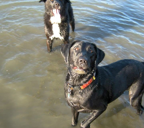 Black Dog Walking and Animal Care - Antioch, CA