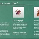 Knoxville Lice Removal Services-Specialized Hair Care - Personal Services & Assistants