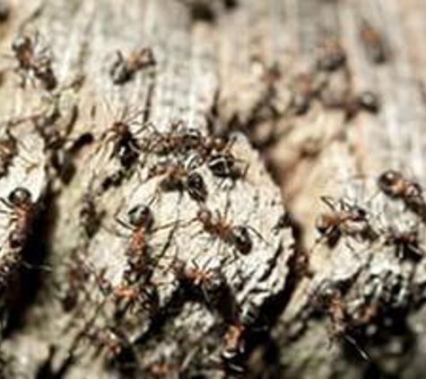 Weldon Termite & Pest Control - Champaign, IL