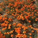 Antelope Valley California Poppy Reserve State Natural Reserve - Parks