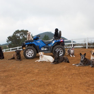 Dominant Dogs Training