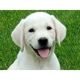 Crystal Acres Labrador Retrievers