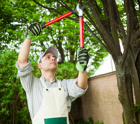 DeNisi Tree Service - Hamden, CT