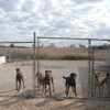 Margaritas Pet Resort & Spa - CLOSED gallery