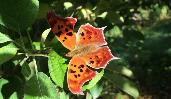 Stribling Orchard - Markham, VA