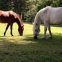 Barn Nanny