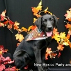 New Mexico Party and Pet Pics