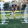 Mo's Dog Training gallery