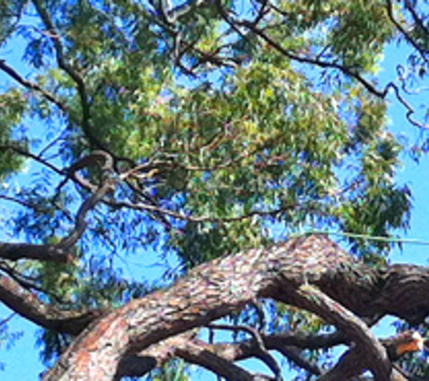 Brisbane Tree Services - Cleveland, QLD