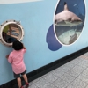 SeaQuest Interactive Aquarium gallery