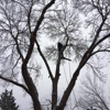 Senn's Tree Service gallery