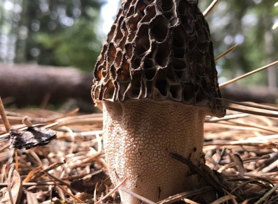 Modern Forager - Glenwood Springs, CO