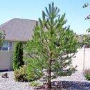 Artistic Treeworks - Tree Service