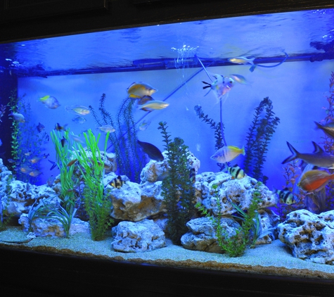 Aquarium Services by Dave Bennett - Saint Peters, MO