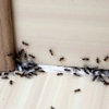 A All Borough Exterminating Co Inc gallery