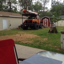 Andre Tree Service / Stump Grinding - Tree Service