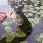 Pensacola Pond Pros