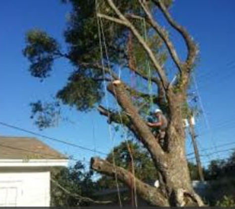 Quality Tree Service - Murrieta, CA