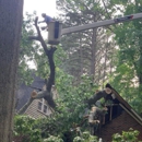 Phil Stone Tree Removal - Tree Service