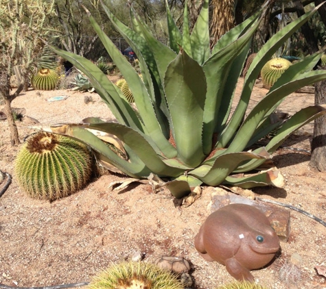 B & B Cactus Farm - Tucson, AZ