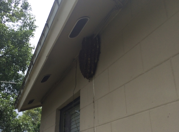 Best Bee Removal In Florida - Saint Petersburg, FL