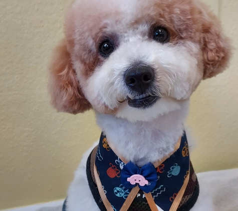 Happy Paws Pet Grooming - Saint Augustine, FL. Finnegan