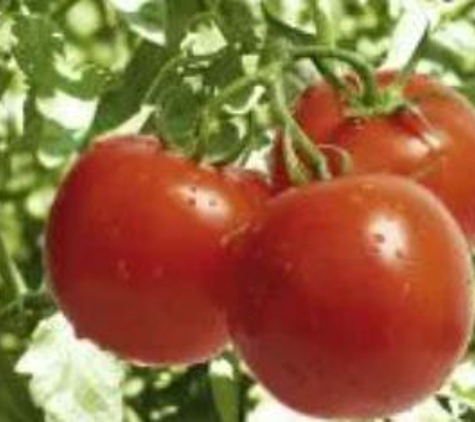 Tomatoes Of Ruskin - Ruskin, FL