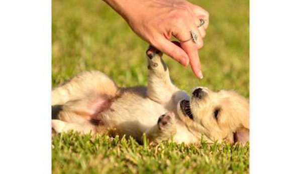Valley Vet Mackay - Mackay, QLD