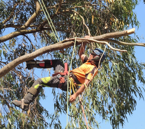 Branching Out Tree Care - Barragup, WA