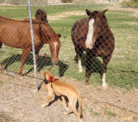 Spencer Springs Animal Hospital - Las Vegas, NV