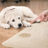 Aqualux Carpet Cleaning gallery