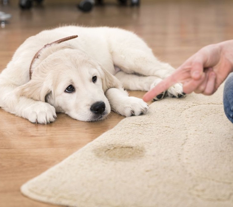 Aqualux Carpet Cleaning - Dallas, TX. The Pet Specialist