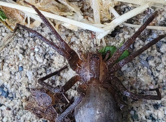 Niles Exterminating - Dowagiac, MI. Niles Exterminating identified this spider for me