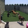 All Paws Inn Pet Resort and Daycare
