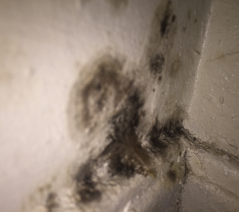 Elite Properties - Norman, OK. Mold growing in the walls