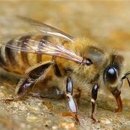 ilovebees.buzz Bee Rescue - Bee Control & Removal Service