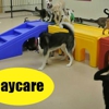 Jagger's Doggie Daycare, Dog Grooming, Boarding, & Training gallery