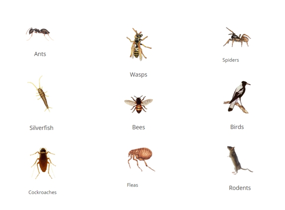 Banana Coast Pest Control - Coffs Harbour, NSW