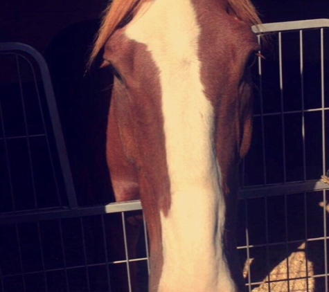 Paddock Riding Club - Los Angeles, CA