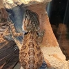 Active Fish & Reptiles gallery