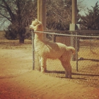 Windrush Alpacas