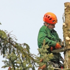 Falling Leaves Tree Service LLC