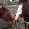 El Rodeo Stables gallery