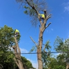 Junior's Tree Services gallery