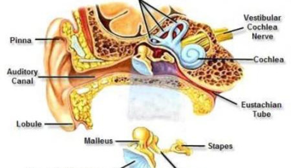 Hearing Aid Specialists Geelong - Geelong, VIC