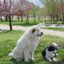 Cozy Little Kennel - Pet Boarding & Kennels