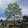 Right Way Tree Service, Inc. ┃ Los Angeles, CA ┃ Affordable Tree Removal & Trimming Service gallery