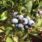 Carter Blueberry Farm