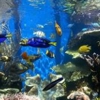 Aquarium Specialists gallery