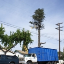 Walker's Tree Service - Tree Service